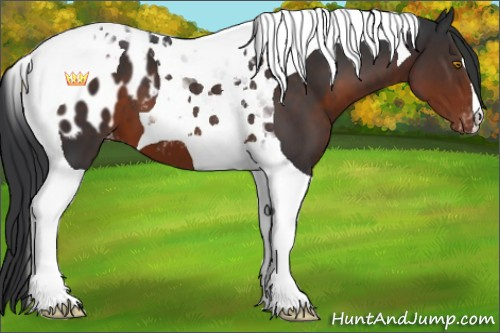 Horse Color:Brown Tobiano Appaloosa