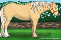Horse Color:Palomino 