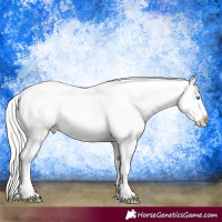 Horse Color:Cremello Dun Appaloosa 