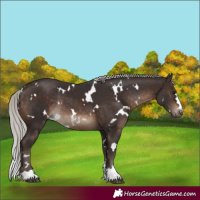 Horse Color:White Spotted Silver Brown Rabicano 