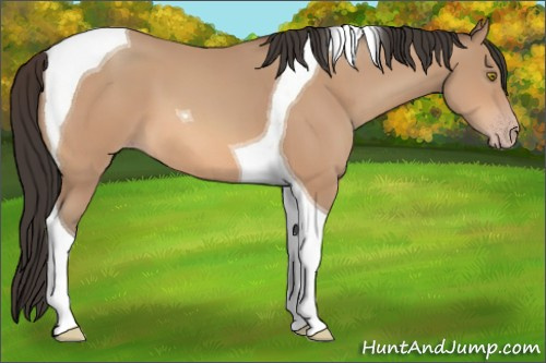 Horse Color:Amber Champagne Tobiano 