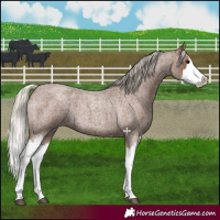 Horse Color:Silver Blue Roan Splash 