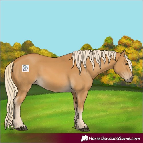 Horse Color:Palomino 