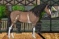 Horse Color:White Spotted Brown Dun Sabino