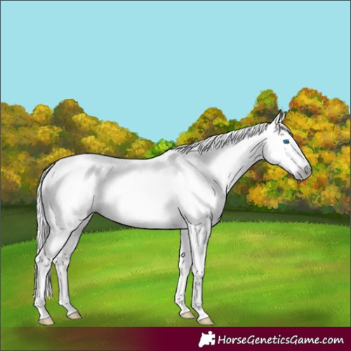 Horse Color:Gray Silver Brown Splash 