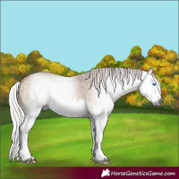 Horse Color:Gray Silver Bay Dun Splash 