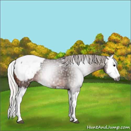 Horse Color:Gray Silver Brown Splash Appaloosa 