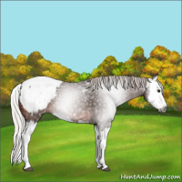 Horse Color:Gray Silver Brown Splash Appaloosa 