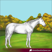 Horse Color:Gray Black Splash Frame Appaloosa 