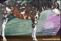 Horse Color:Brown Sabino 