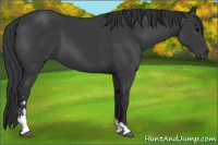 Horse Color:Black Sabino 