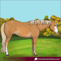 Horse Color:Palomino Sabino 