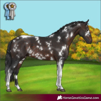 Horse Color:White Spotted Brown Tobiano 