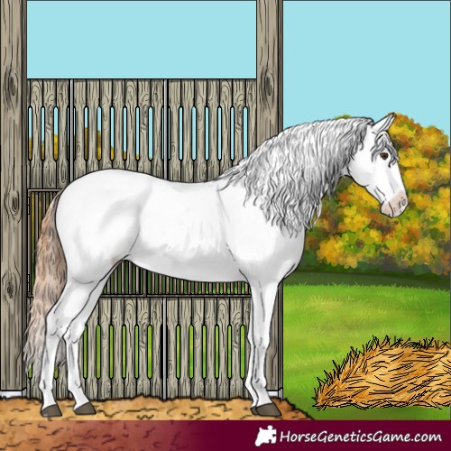 Horse Color:Chestnut Appaloosa 