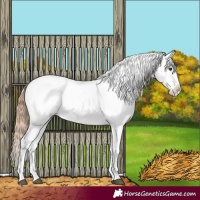 Horse Color:Chestnut Appaloosa 