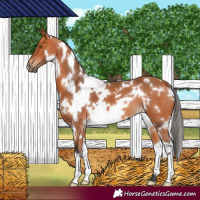 Horse Color:White Spotted Bay 