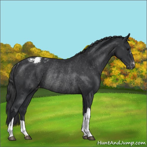 Horse Color:Black Varnish Rabicano 