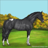 Horse Color:Black Varnish Rabicano 