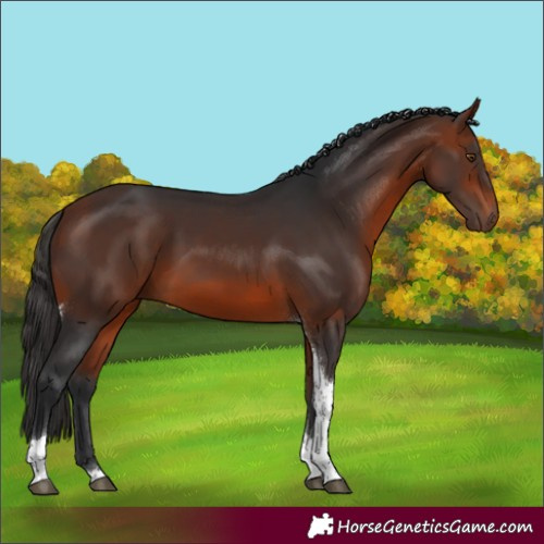Horse Color:Bay Tobiano