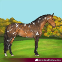 Horse Color:White Spotted Buckskin 