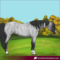 Horse Color:Blue Roan 