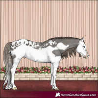 Horse Color:Grullo Splash Frame Appaloosa