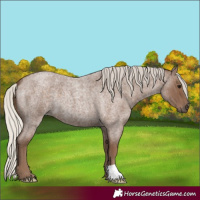 Horse Color:Silver Blue Roan 