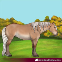Horse Color:Silver Bay Dun 