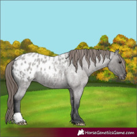 Horse Color:Grullo Roan Appaloosa 