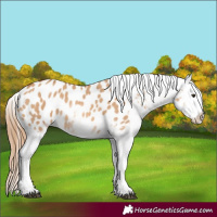 Horse Color:White Spotted Red Dun Appaloosa 