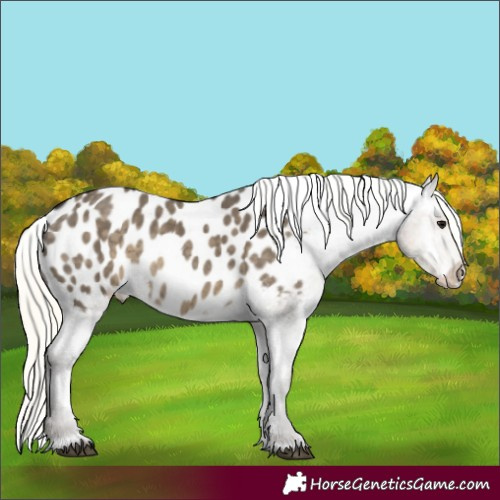 Horse Color:Silver Smoky Grullo Appaloosa