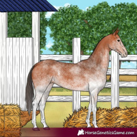 Horse Color:White Spotted Bay 