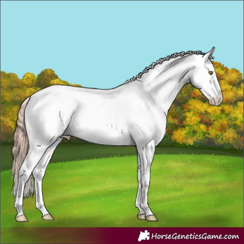 Horse Color:Amber Champagne Appaloosa 