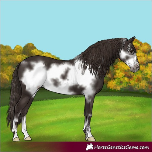 Horse Color:Liver Chestnut Frame 