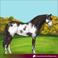 Horse Color:Liver Chestnut Frame 