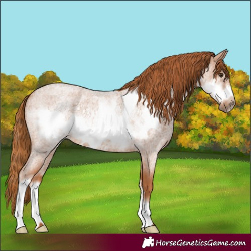 Horse Color:Red Roan Sabino Frame