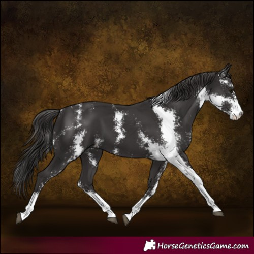 Horse Color:Smoky Black Sabino 
