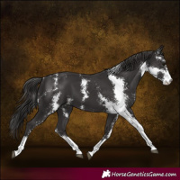 Horse Color:Smoky Black Sabino 