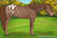 Horse Color:Chestnut Appaloosa 