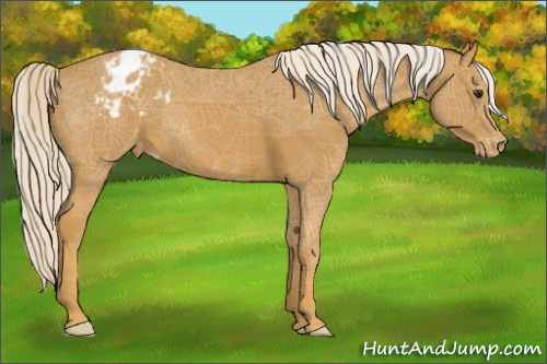 Horse Color:Palomino Appaloosa 