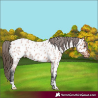 Horse Color:Bay Roan Near Leopard 