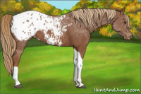 Horse Color:Chestnut Tobiano Appaloosa