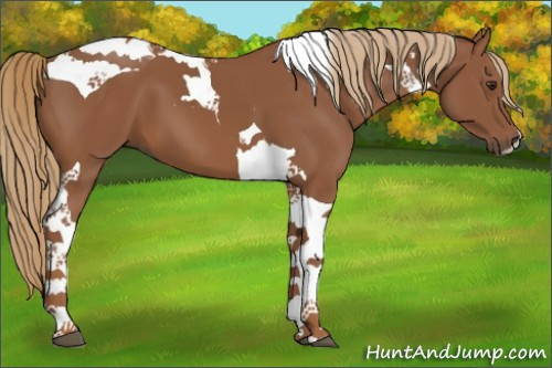 Horse Color:Chestnut Tobiano 