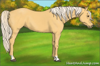 Horse Color:Palomino