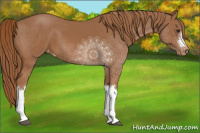 Horse Color:Chestnut Appaloosa 