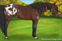 Horse Color:Brown Appaloosa 
