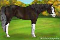 Horse Color:Midnight Bay Splash 