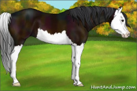 Horse Color:Midnight Bay Splash 