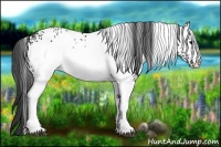 Horse Color:White Spotted Smoky Black 