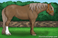 Horse Color:Chocolate Palomino 